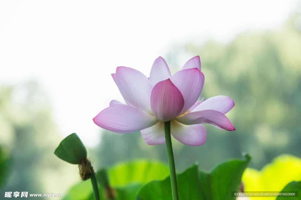 荷花