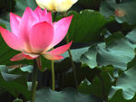 水芙蓉
