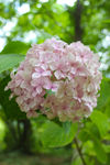 八仙花