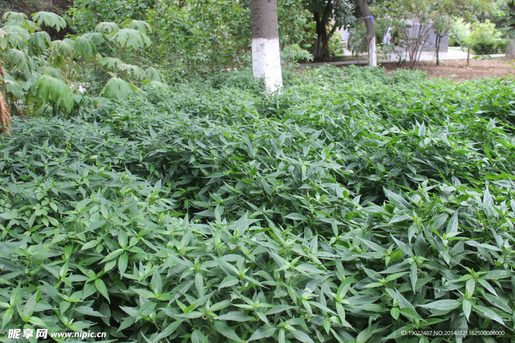 观音草