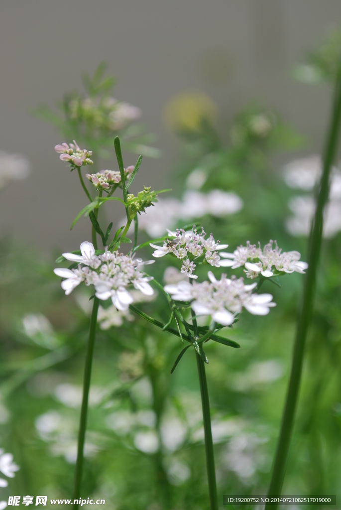 高原香菜花