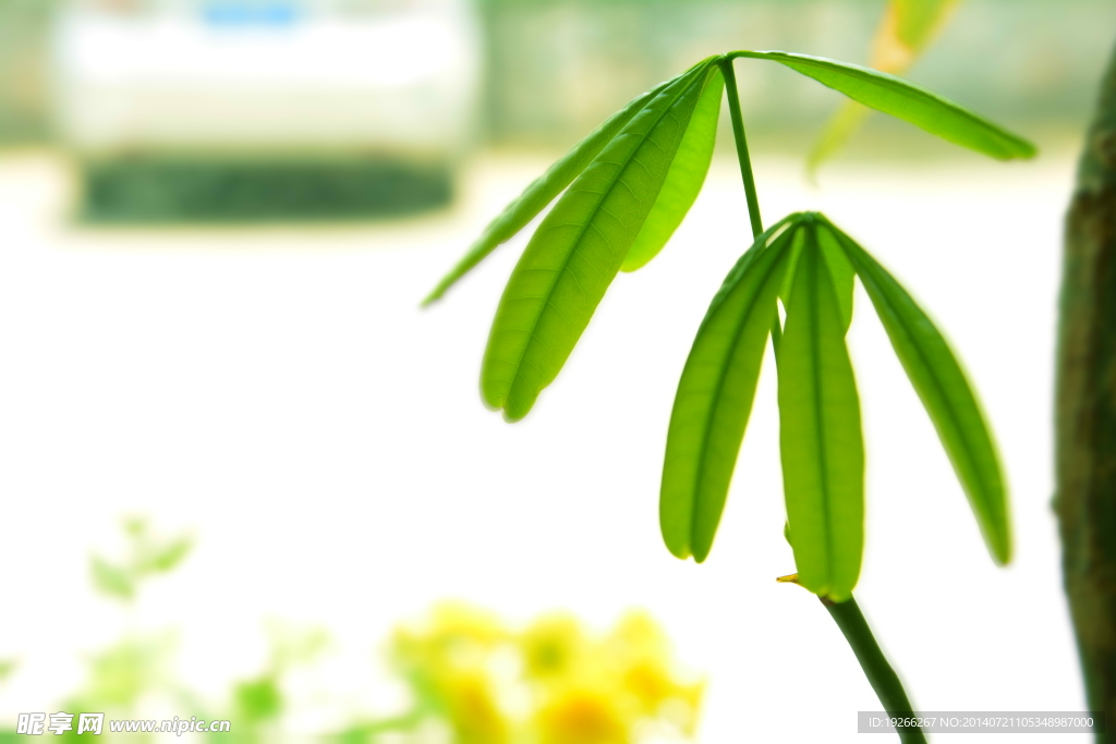 植物