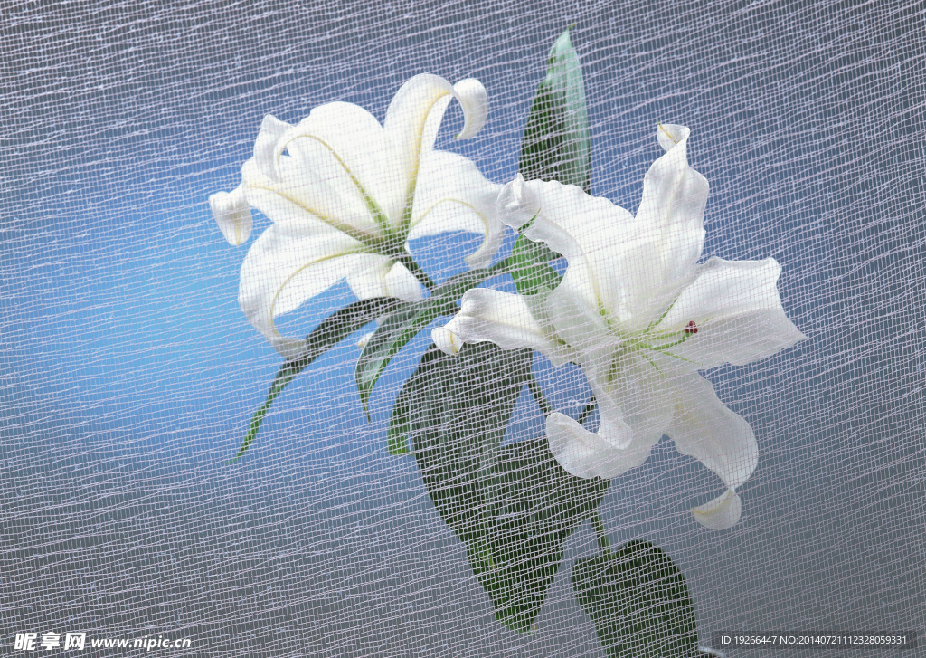 花卉