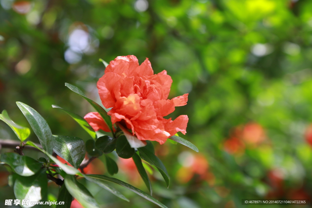 石榴花