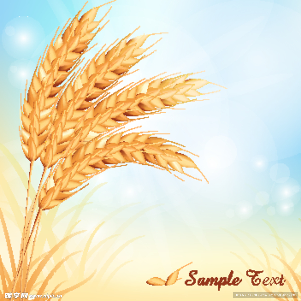 小麦水稻麦穗