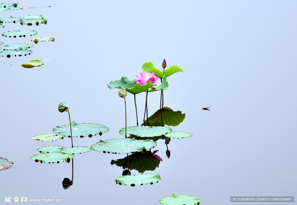 荷花