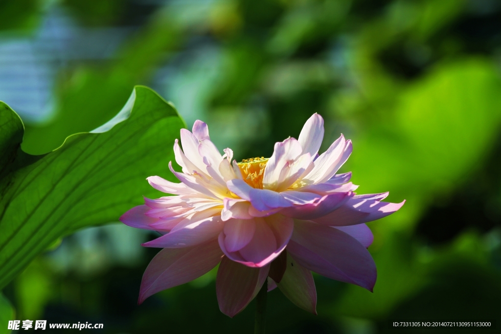 荷花