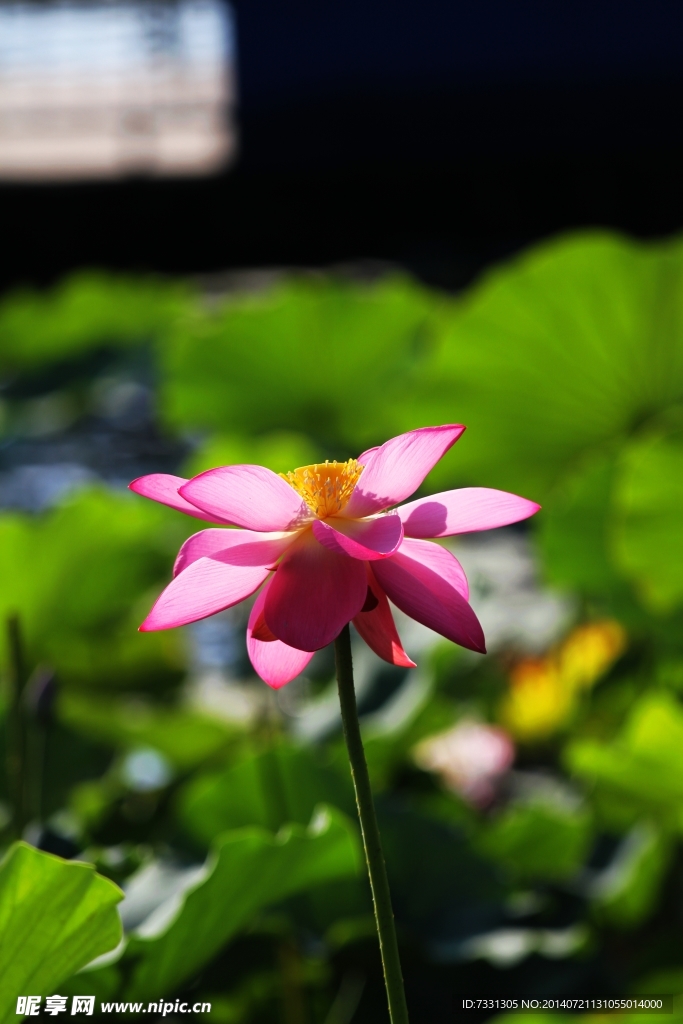荷花