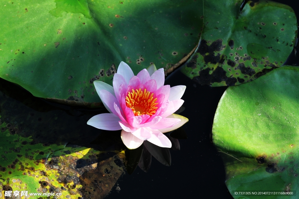 莲花