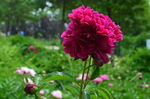 芍药花