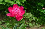 芍药花