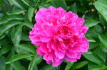 芍药花
