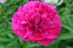 芍药花