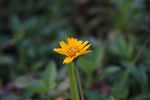 小黄花