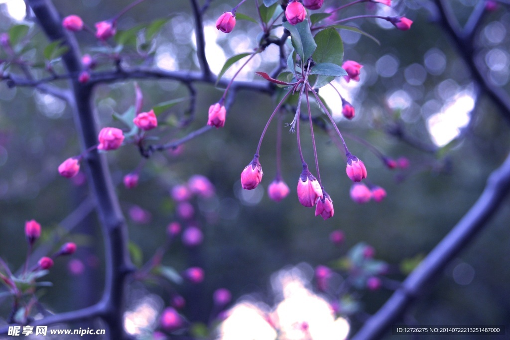 桃花蕾