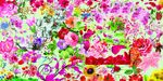 花插图
