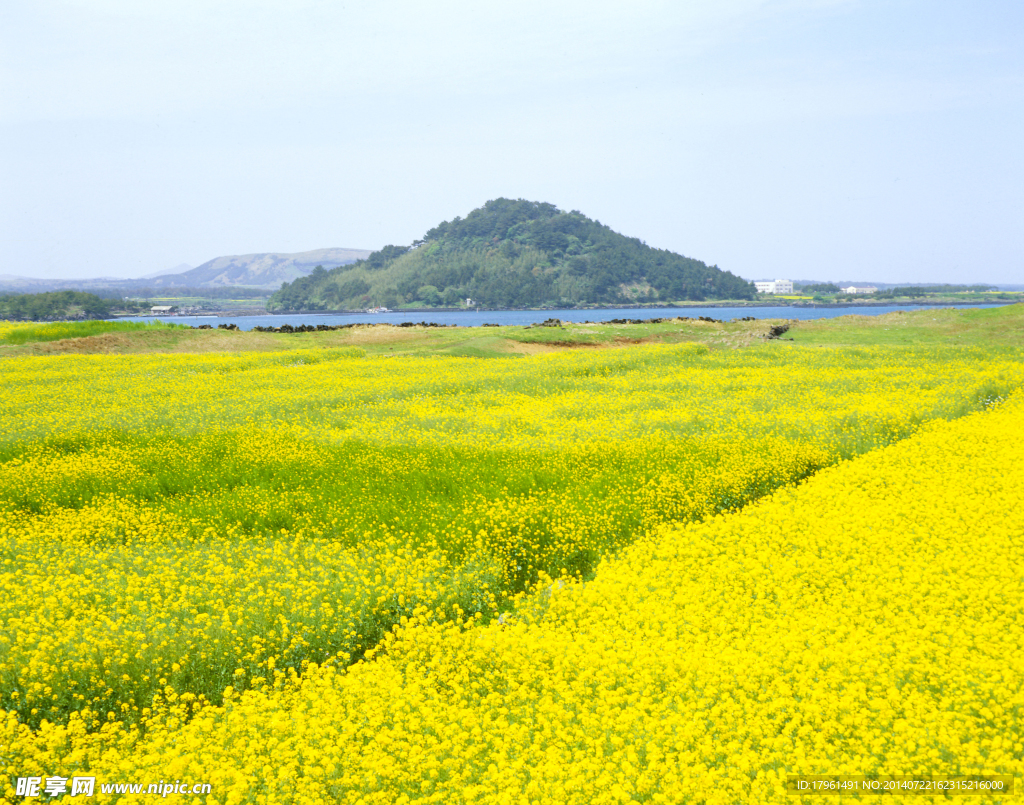 油菜花海