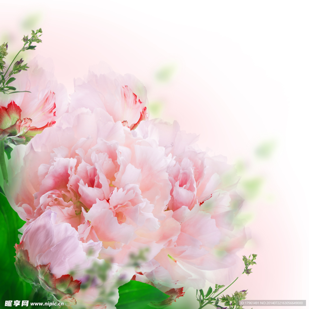 唯美康乃馨