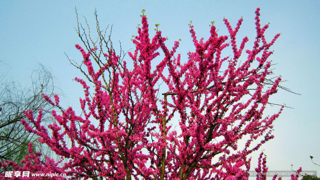 桃花