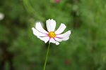 波斯菊