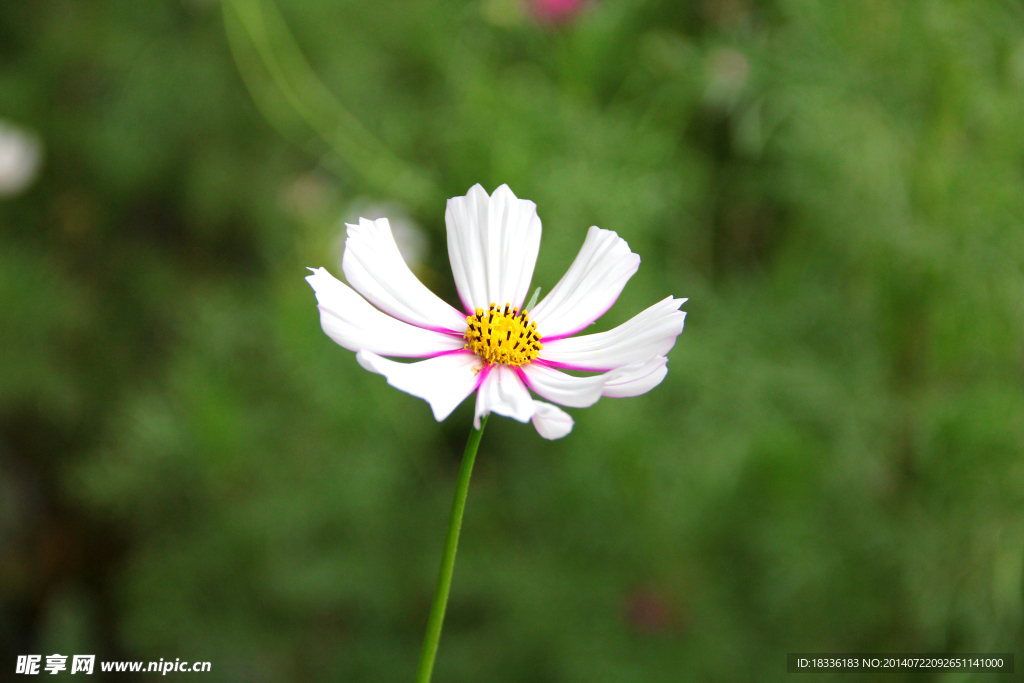 波斯菊