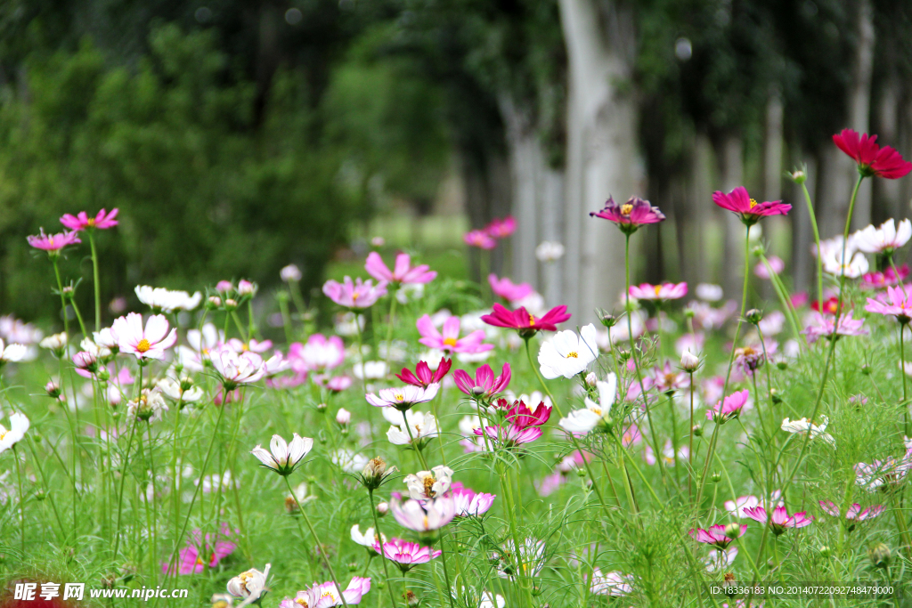 波斯菊
