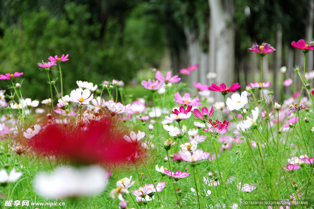 波斯菊
