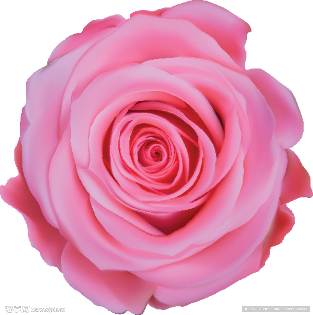 玫瑰花