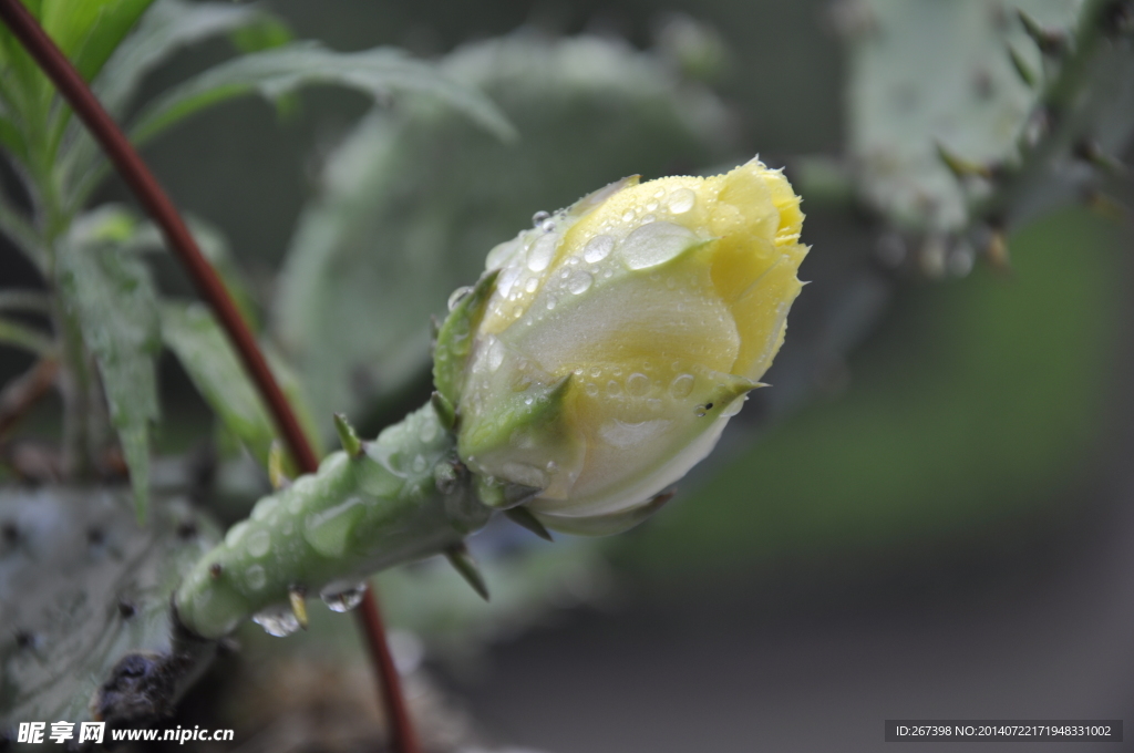 仙人掌花蕾