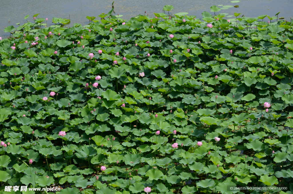 荷花池