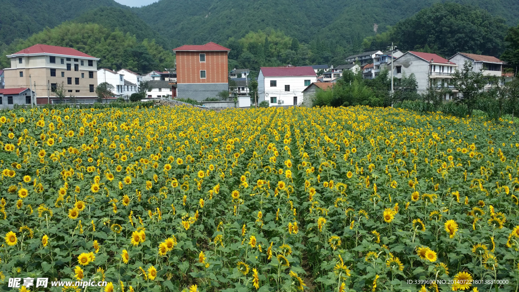 田园风景