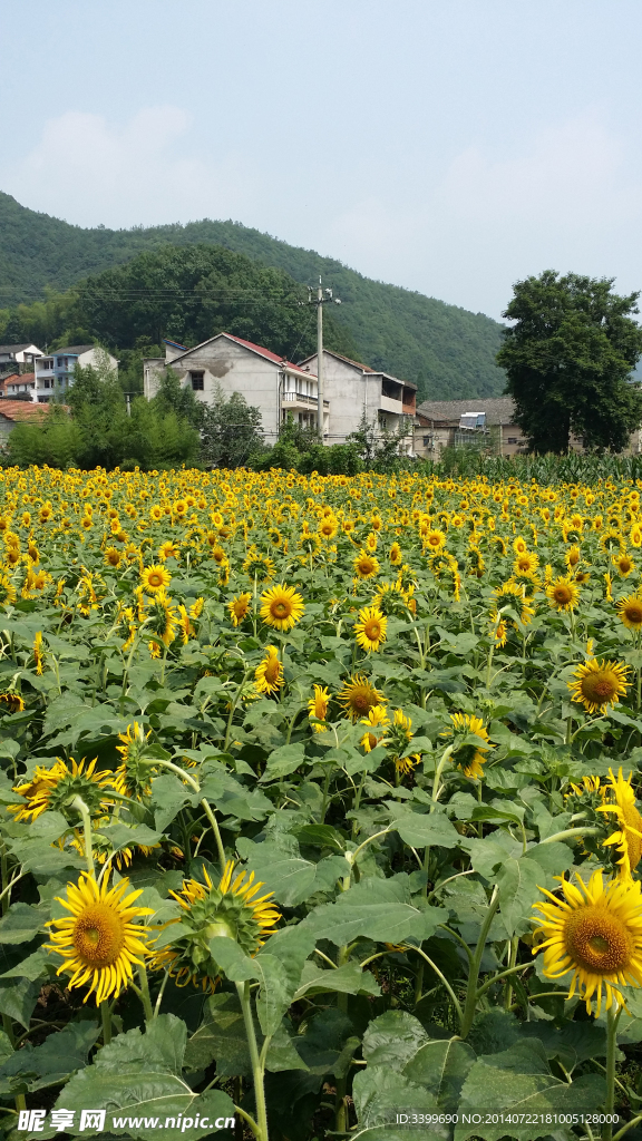 葵花田园