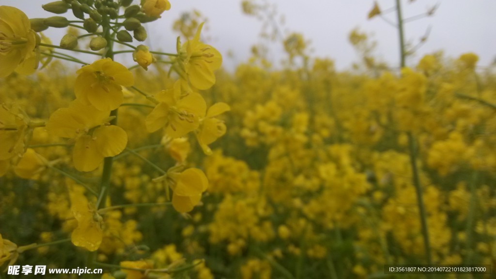 油菜花