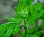 艾草