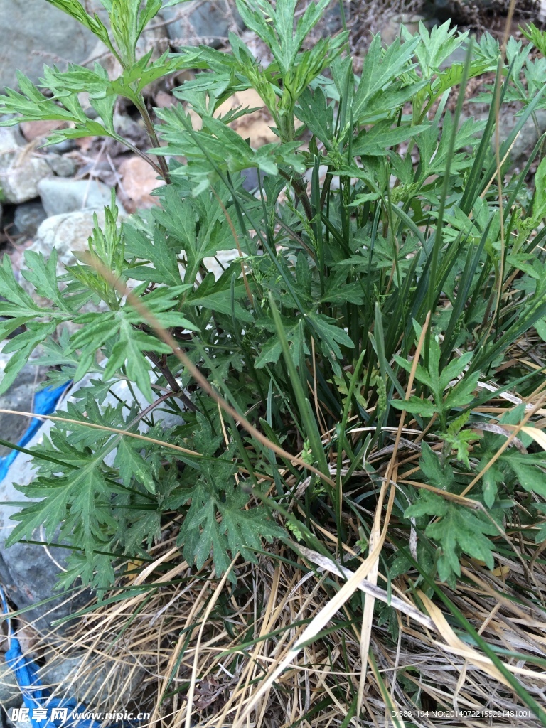 野草