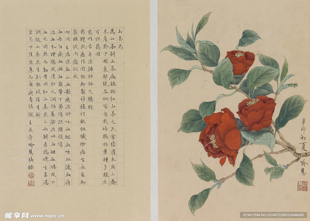 茶花