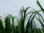东茅草