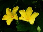 苦瓜花