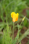 小黄花