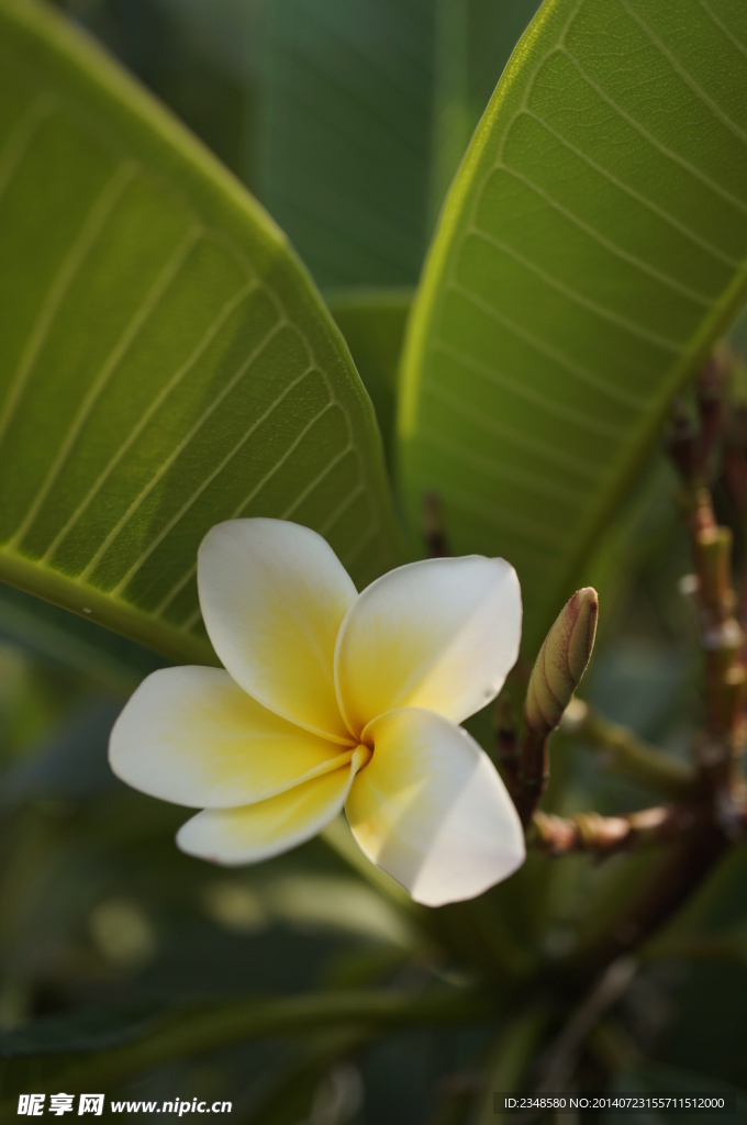 鸡蛋花