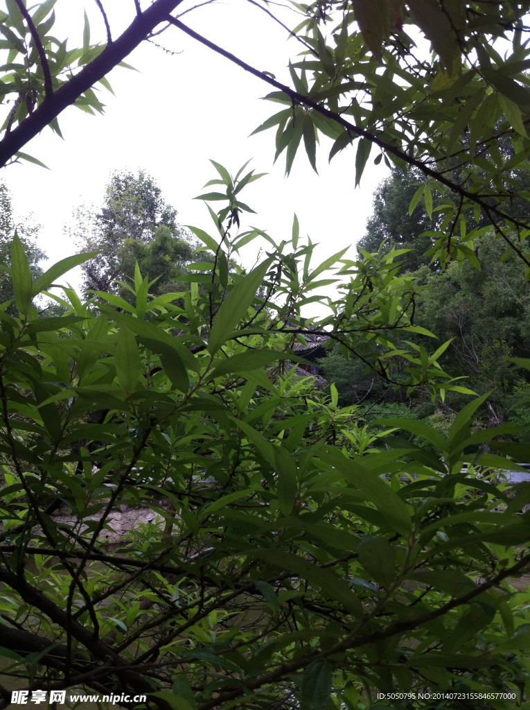 绿叶摄影