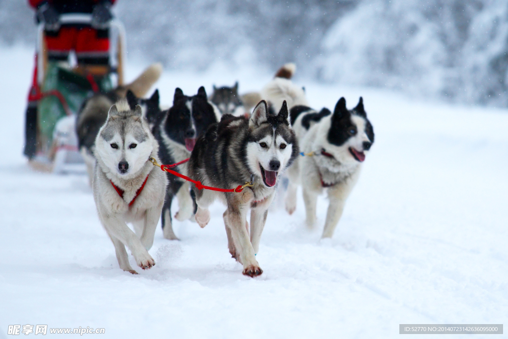 雪橇犬