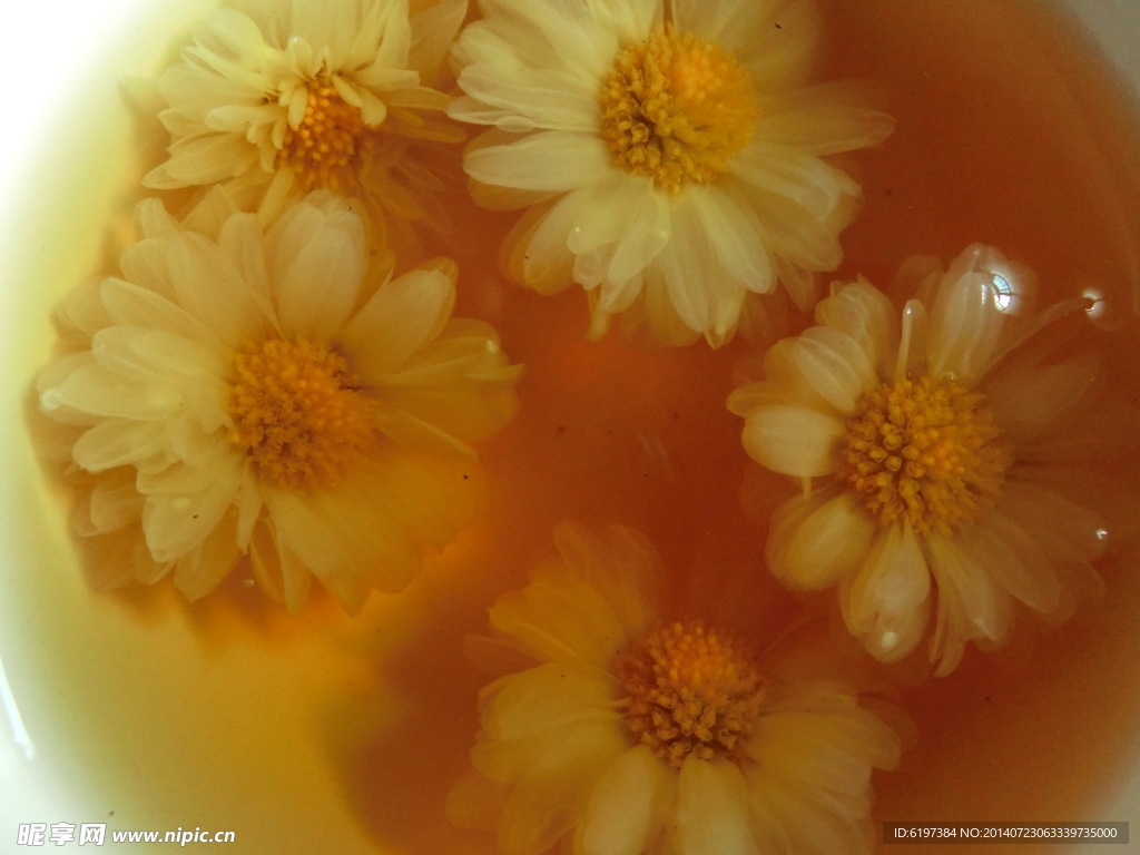 菊花茶