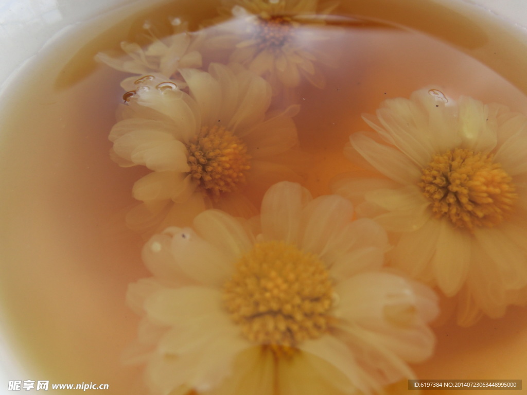菊花茶
