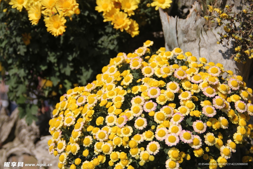 菊花