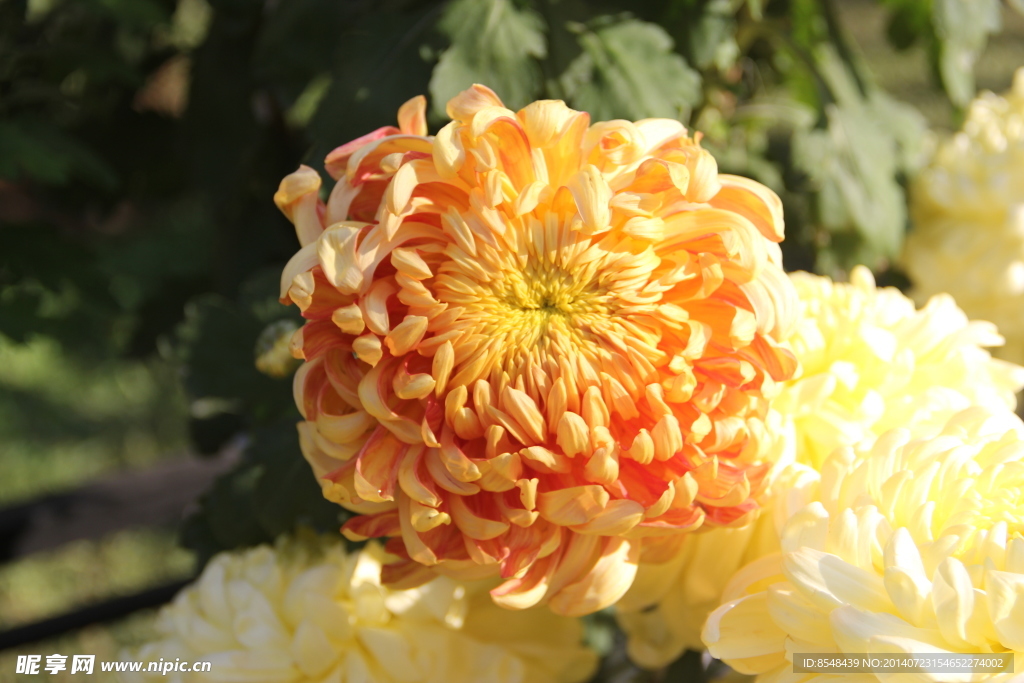 菊花