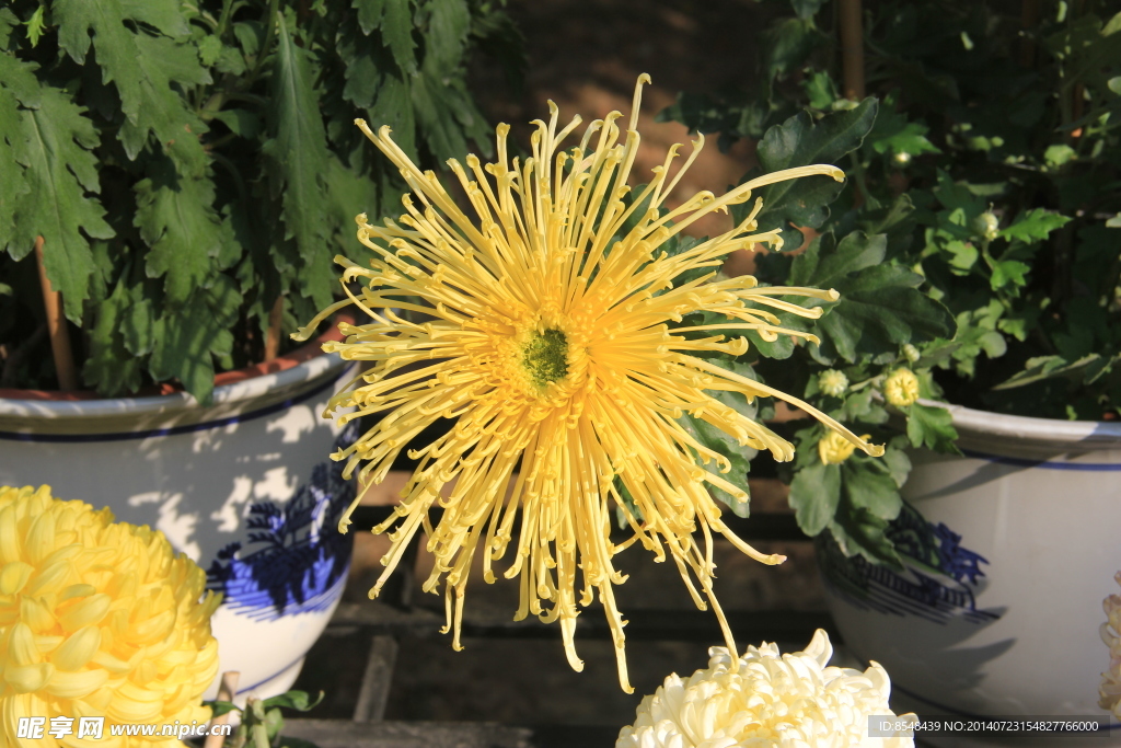 菊花