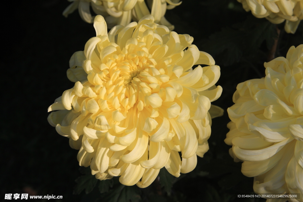 菊花