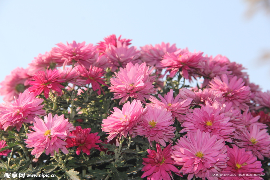 菊花
