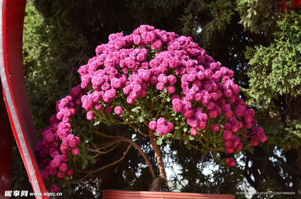 菊花